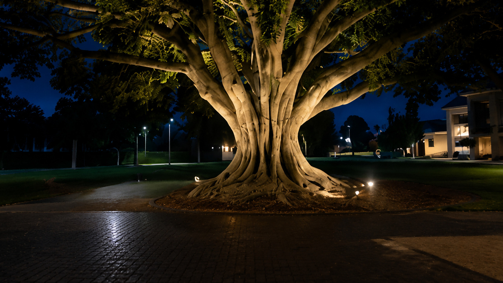 Natural and comfortable tree lighting using wide-angle micro-optic lenses.